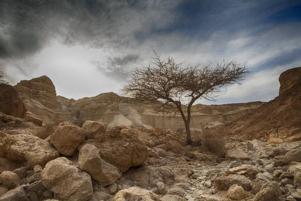 Single Desert Tree — Stock Photo, Image