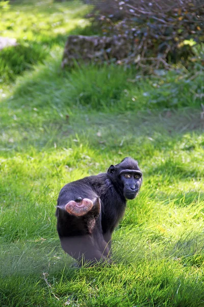 Шимпанзе в парке — стоковое фото