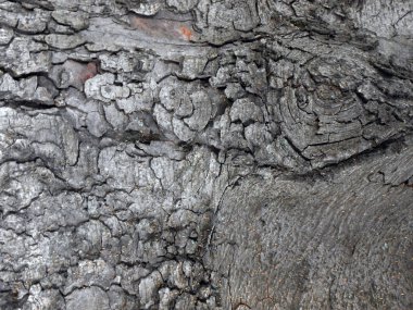 Küçük portakal böcekler ile süslü kabuk dokular