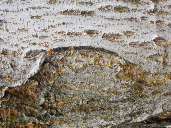 Textura de madera. Corteza y grietas gorizontales — Foto de Stock