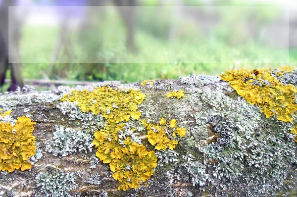 Fondo con una rama de un árbol cubierto de liquen y con un marco transparente —  Fotos de Stock