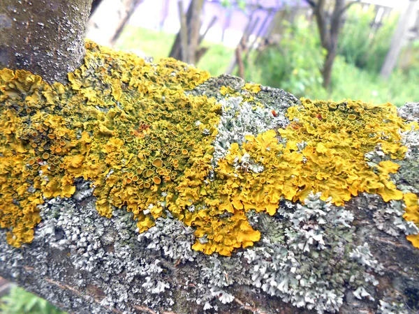 Foto con una rama de un árbol cubierto de liquen —  Fotos de Stock