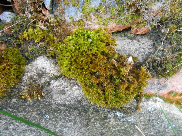 Textura de fondo musgo verde esponjoso sobre piedras —  Fotos de Stock