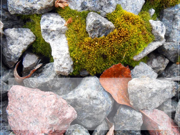 Textura de fondo musgo sobre piedras rojas y grises con marco transperente para texto —  Fotos de Stock