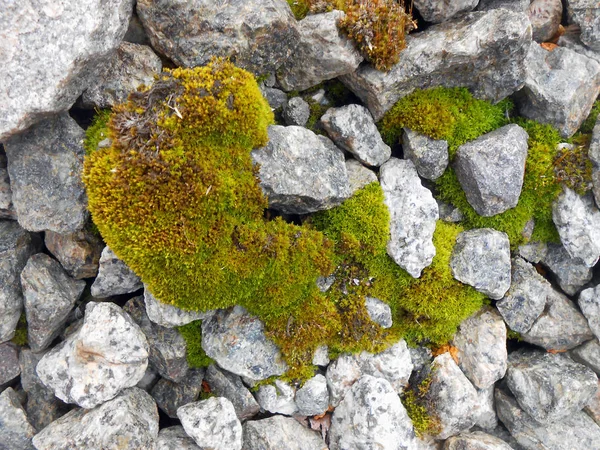 Textura de fondo musgo verde esponjoso sobre piedras —  Fotos de Stock