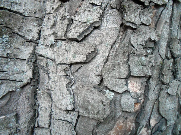 Textura da casca de uma árvore. Buraco duro e rachaduras da casca — Fotografia de Stock