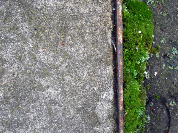 Achtergrond voor tekst - asfalt en de rechterrand met groene mos — Stockfoto