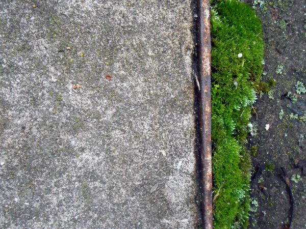 Arrière-plan pour le texte - asphalte et le bord droit avec mousse verte — Photo