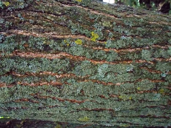 Textura de latido com líquen à noite — Fotografia de Stock