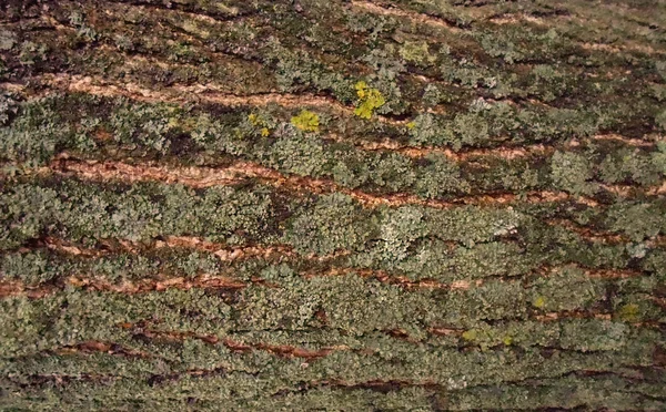 Εκλεκτής ποιότητας υφή του φλοιού του δέντρου — Φωτογραφία Αρχείου