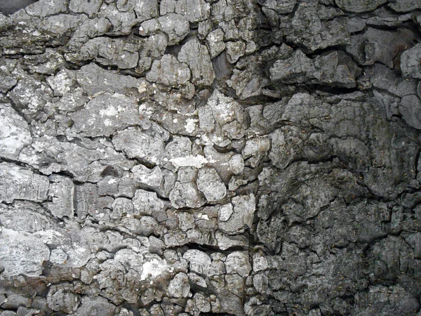 Cracked scaly texture of bark - nature background — Stock Photo, Image