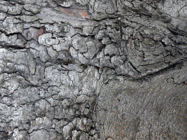 Texturas de casca extravagantes com pequenos insetos alaranjados — Fotografia de Stock