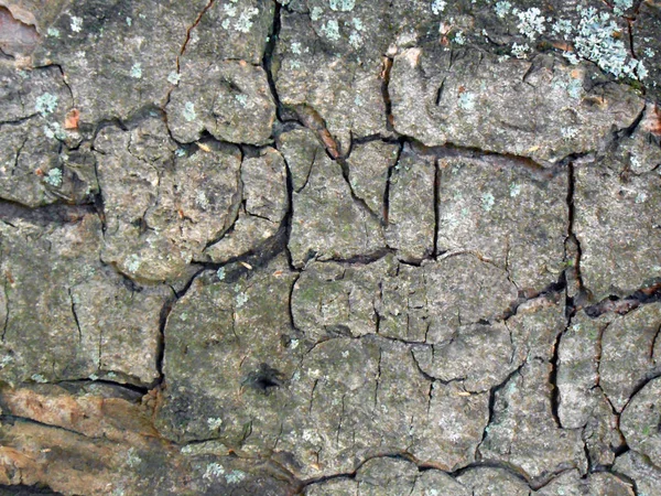 ?textura rachada de casca de árvore — Fotografia de Stock