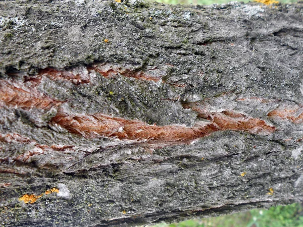 Drsnější strukturou kůry stromů — Stock fotografie
