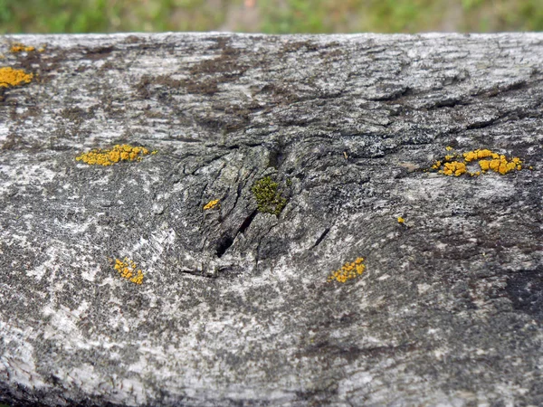 Textura de casca de árvore. Velho tabuleiro coberto de líquen e musgo — Fotografia de Stock
