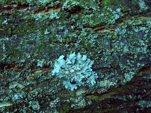 vintage photos with a lichen - close up