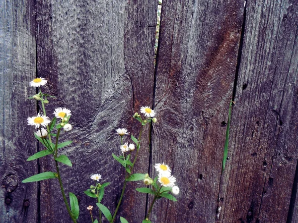 Fragment starego ogrodzenia drewniane i kwiaty — Zdjęcie stockowe