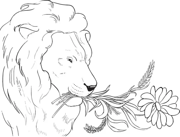 Coloring page. Lion shall eat straw — Stock Photo, Image