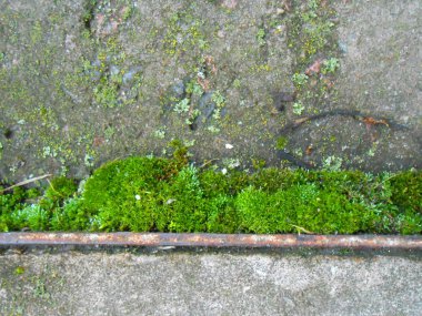 Metin Moss ve yol için Gorizontal yer