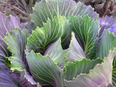 Arka plan ile bir lahana. Yaprakları