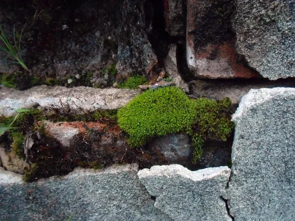Moss y ladrillos de pared —  Fotos de Stock