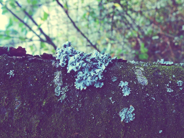 Photos vintage avec un lichen sur l'arbre — Photo