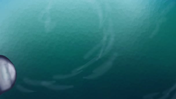 Jeden Medúzy Plavání Zleva Doprava — Stock video