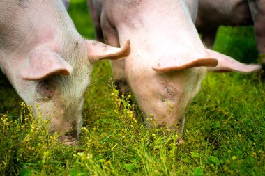 çim dışında domuzlar