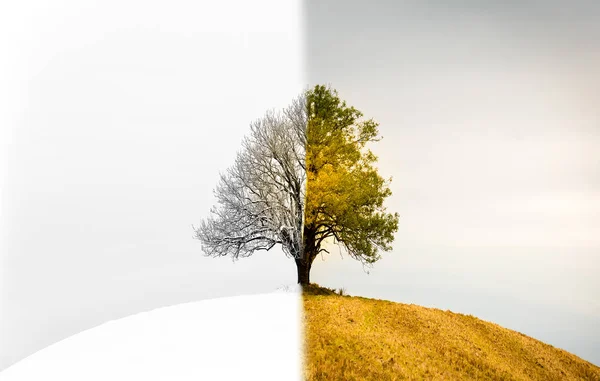 El cambio entre estaciones. Un árbol solitario que es a la vez invierno —  Fotos de Stock