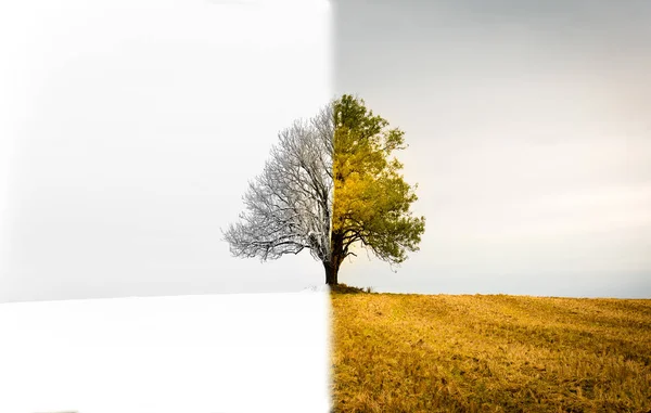 El cambio entre estaciones. Un árbol solitario que es a la vez invierno —  Fotos de Stock