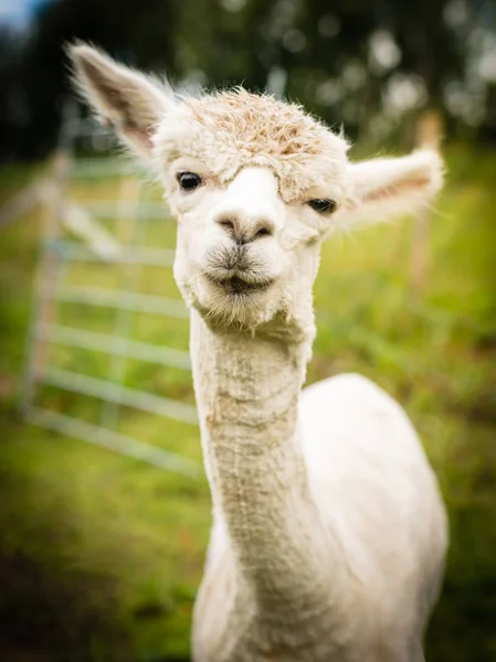 Portret van een witte alpaca — Stockfoto