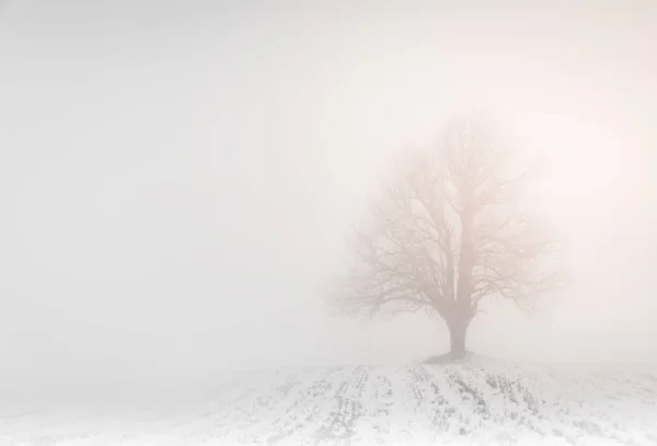 Μοναχικό δέντρο στην ομίχλη — Φωτογραφία Αρχείου