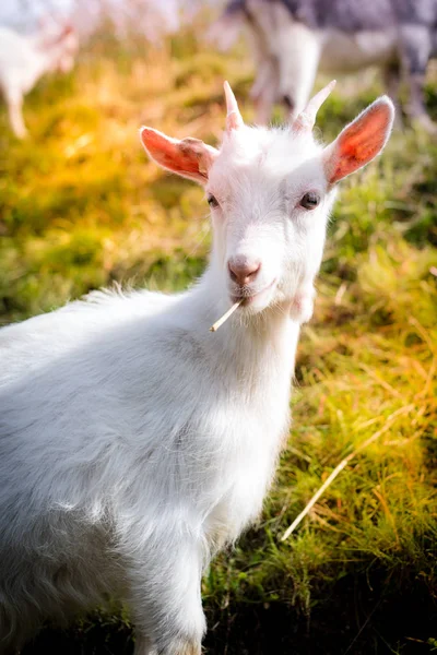 Krásný kozy kluk nechodí — Stock fotografie