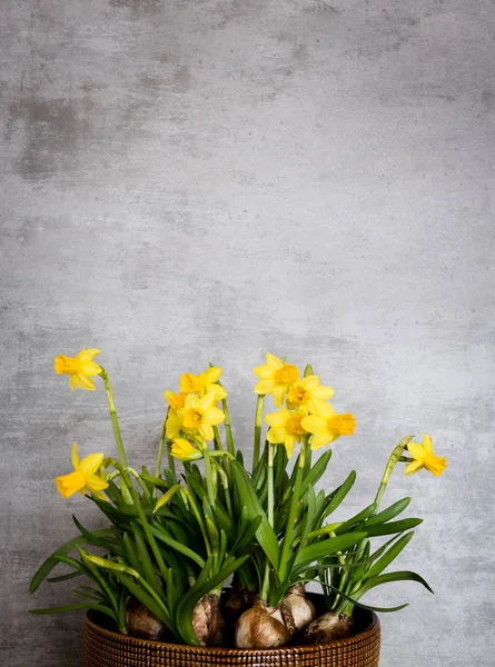 Gele narcis met concrete achtergrond — Stockfoto