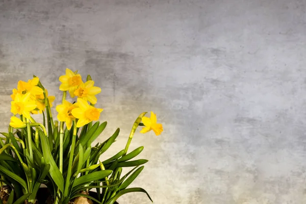 Yellow narcissus with concrete background — Stock Photo, Image