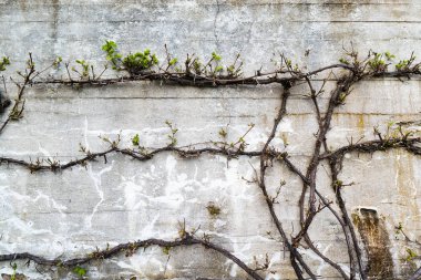 Beton duvar önünde yeşil bir bitki ile eski grunge