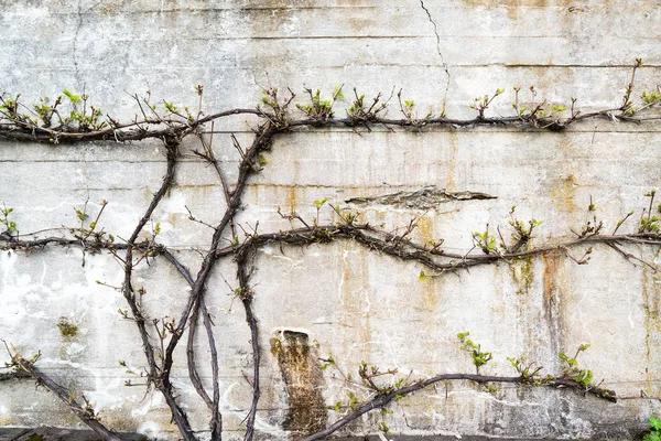 Vieux mur de béton grunge avec une plante verte devant Photo De Stock