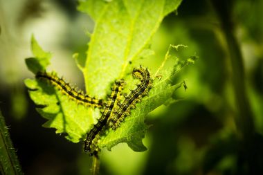 Caterpillar bir ısırgan üzerinde yemek