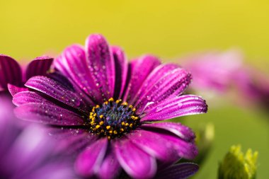 Mor pembe osteosperumum papatya çiçek