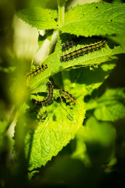 Caterpillar bir ısırgan üzerinde yemek