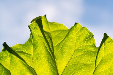 Soyut yaprak doku ve mavi gökyüzü