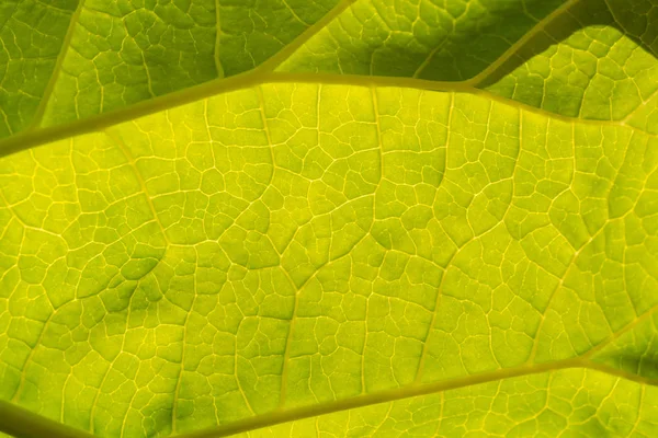 Abstract leaf texture for background Royalty Free Stock Images