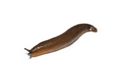 İspanyolca beyaz arka plan üzerinde izole Slug (Arion vulgaris)