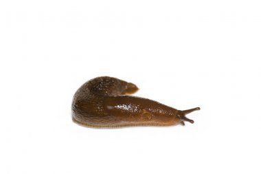İspanyolca beyaz arka plan üzerinde izole Slug (Arion vulgaris)