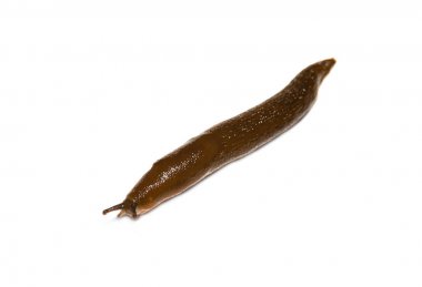 İspanyolca beyaz arka plan üzerinde izole Slug (Arion vulgaris)