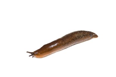 İspanyolca beyaz arka plan üzerinde izole Slug (Arion vulgaris)