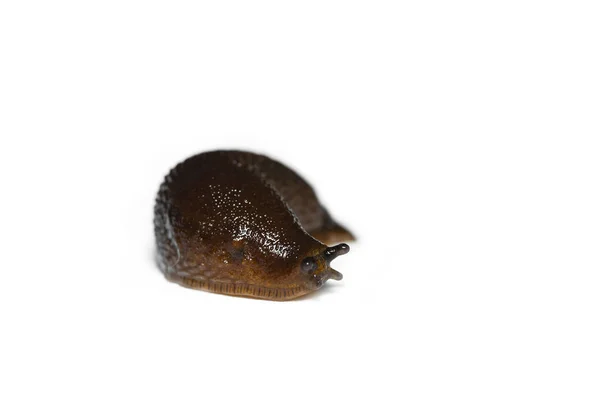 Espanhola Slug (Arion vulgaris) isolado no fundo branco — Fotografia de Stock