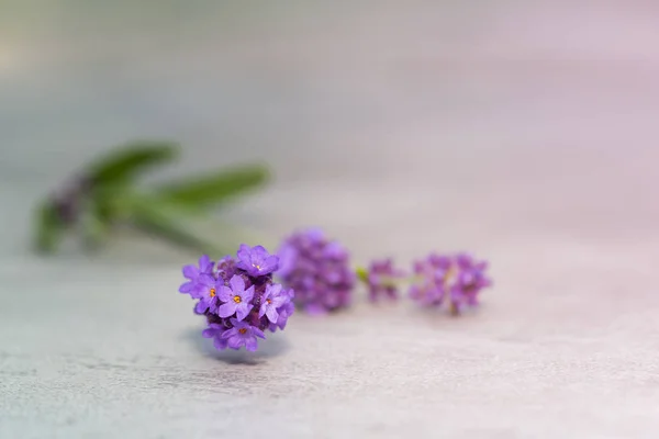 Fleurs de lavande sur table en béton — Photo