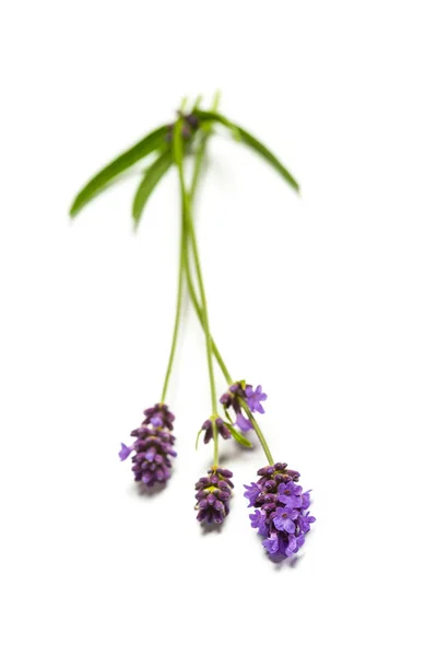 Lavendel Blumen auf weißem Hintergrund — Stockfoto