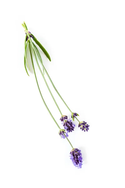 Lavendel blommor på vit bakgrund — Stockfoto